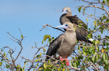 Red-footed Booby brown morph perch 