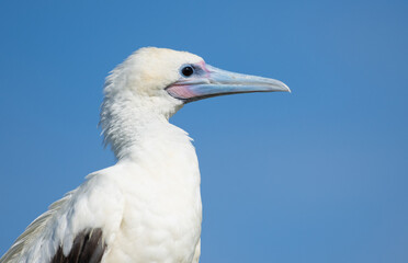 Red-footed Booby close up. Bird close up. 