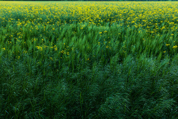 Raabsfeld