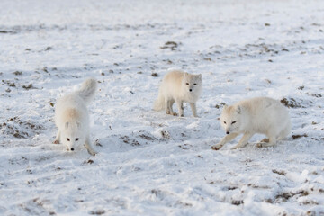 Two young arctic foxes playing in wilde tundra with industrial background.