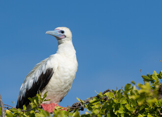 Obraz premium Red-footed booby white morph perch 