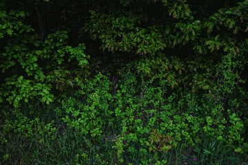 Mysteriöser Waldrand