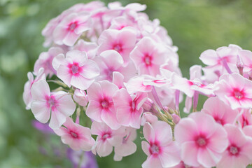 pink flowers in inflorescences, phlox close-up