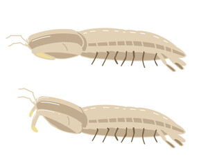 シャコ　線無し