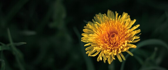 Beautiful flowers of yellow dandelions growing on the green meadow in sunny warm summer or spring day. Natural floral yellow banner. Beauty of nature. Dandelion flower in sunlight. Selective focus