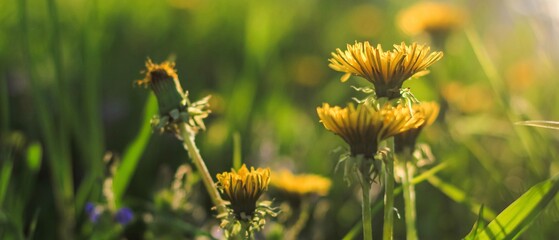 Beautiful flowers of yellow dandelions growing on the green meadow in sunny warm summer or spring day. Natural floral yellow banner. Beauty of nature. Dandelion flower in sunlight. Selective focus