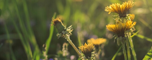 Beautiful flowers of yellow dandelions growing on the green meadow in sunny warm summer or spring day. Natural floral yellow banner. Beauty of nature. Dandelion flower in sunlight. Selective focus