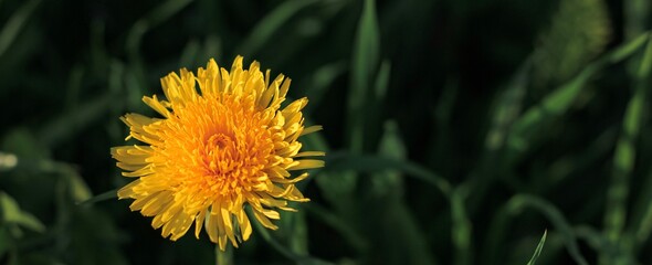 Beautiful flowers of yellow dandelions growing on the green meadow in sunny warm summer or spring day. Natural floral yellow banner. Beauty of nature. Dandelion flower in sunlight. Selective focus