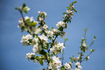 Beautiful spring apple tree flowers blossom, close up. Spring orchard branches sway in the wind.