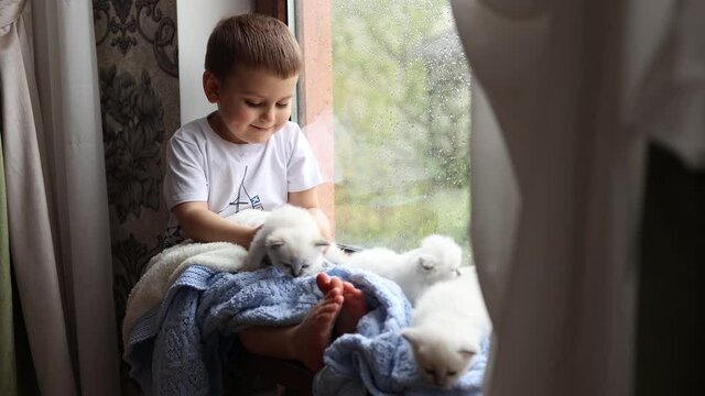 little boy covered with a blue knitted blanket is sitting on the windowsill with white fluffy kittens. rain outside the window, wet glass. purebred domestic cats. love for animals.