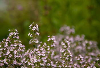 Blooming thyme background in nature. Blurred background. Thym sauvage. Thymus serpyllum