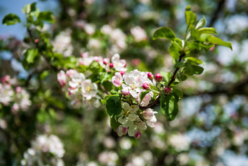 Beautiful spring apple tree flowers blossom, close up. Spring orchard branches sway in the wind.