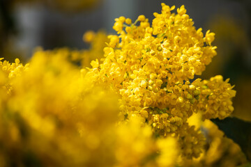 Flowering shrub Mahonia Aquifolium (Oregon Grape) in sunny spring day.