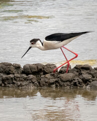 Black winged stilt Himantopus himantopus.  Water bird in te salt flats of the Aveiro estuary.