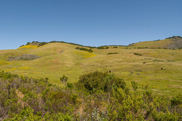Obraz premium Santa Maria, CA, USA - April 8, 2010: Green ranch land east of Los Padres mountain range, east of Santa Maria. Green pasture with patches of yellow mustart flowers under blue sky.