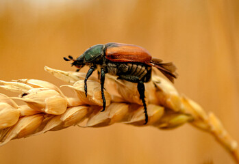 bug on a leaf