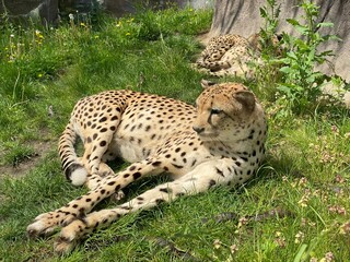 young leopard (Junger leopard)