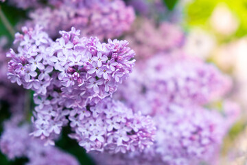 Bouquet of purple lilac flowers on tree with green leaves as background. Floral romantic background. Beautiful flower blossom in park or garden. Spring concept. Selective focus.