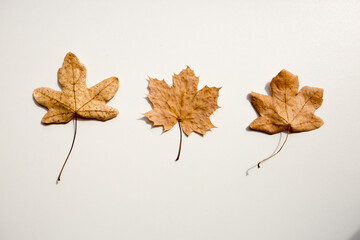 autumn leaves on a white background