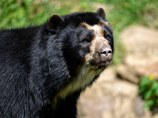 Portrait Andean bear (Tremarctos ornatus)