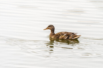 Mallard duck in early spring morning in Ramat Gan park. Israel.