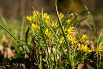 Yellow flower of Narthecium asiaticum in the forest