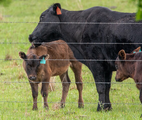 Cow cleaning her  calf