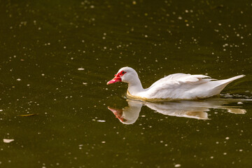 Muscovy duck ( Carina moschata ) in early spring morning in Ramat Gan park. Israel.