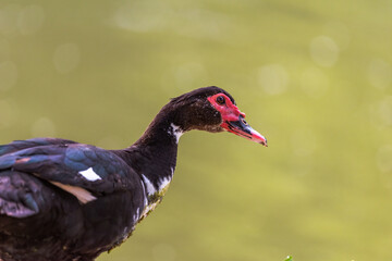 Muscovy duck ( Carina moschata ) in early spring morning in Ramat Gan park. Israel.
