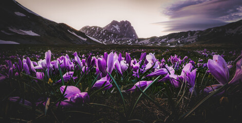 i fiori di zafferano di campo imperatore