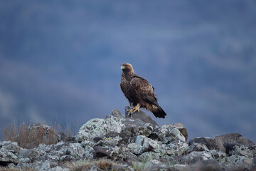 Golden eagle in the Rhodope Mountains. Eagle sit on the ground. Winter in Bulgaria nature.  