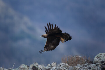 Golden eagle in the Rhodope Mountains. Eagle flying above the rock. Winter in Bulgaria nature.