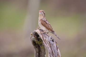 Eurasian wryneck or northern wryneck (Jynx torquilla) is a species of wryneck in the woodpecker family.
