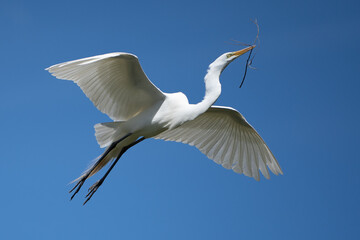 Fototapeta premium Great White Egret Flying with Stick for Nest