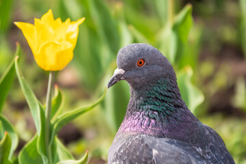Portrait of a common grey urban pigeon in the picturesque green meadow with yellow tulips