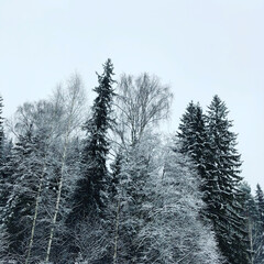 snow covered trees
