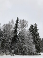 snow covered trees