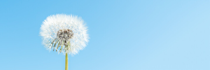 One white fluffy dandelion and blue sky. Summer spring natural landscape. Banner. Copy space.