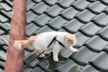 瓦屋根と猫　前に進む