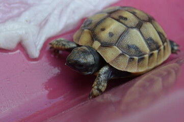 a little turtle testudo in a wet plastic box with water and a wet piece of paper on background