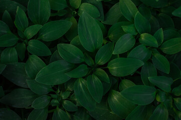 Fototapeta na wymiar beautiful green leaves for background