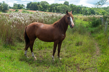 Fototapeta premium Riding horse on farm in Brazil