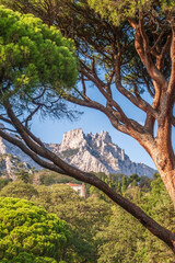 Green old cedar tree with long needles on a background of mountains in cloudy day. Freshness, nature, concept. Pinus pinea