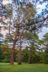 Green old cedar tree with long needles on a background of mountains in cloudy day. Freshness, nature, concept. Pinus pinea