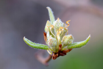 Pear Blossom Green 02