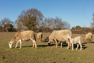 Naklejka na ściany i meble Herd of sheep in a meadow