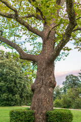 Large tree Pltatanus oreintalis with Green Leaves and futis in sunset light