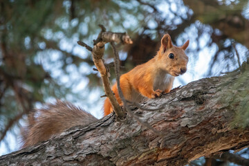 Naklejka na ściany i meble The squirrel sits on a pine branches in the summer or autumn.