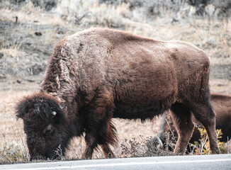American bison in park