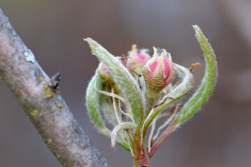 Paradise Apple Blossom 03